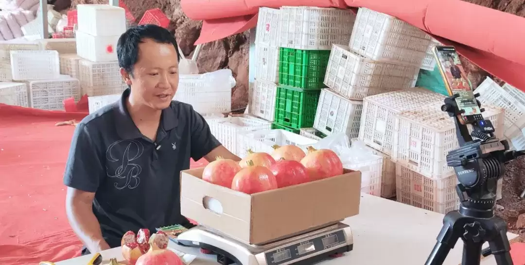 图片[4]-铁柳镇软籽石榴大丰收，产业升级助力乡村振兴！-会东网