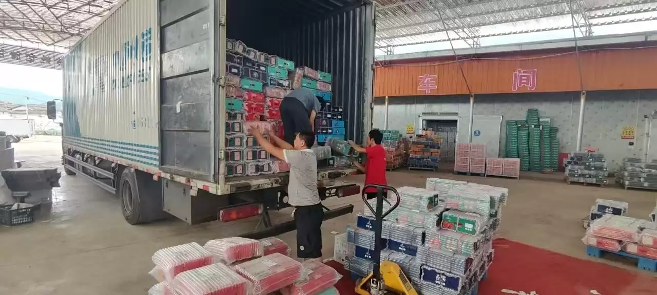 图片[4]-凉山州会东县郑家坝村：石榴产业兴旺 助力乡村振兴-会东网