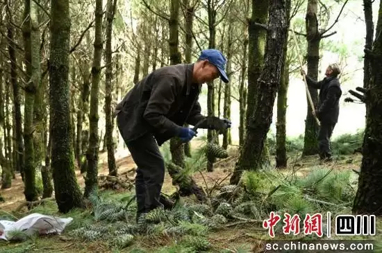 图片[3]-会东县华山松大丰收，产值预计超2亿元-会东网