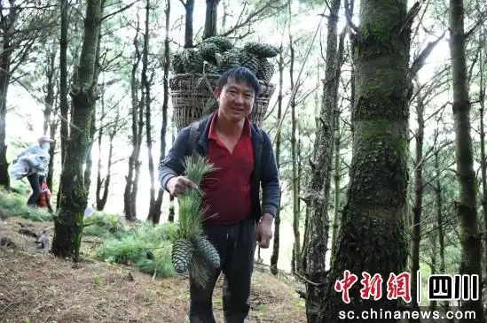 图片[2]-会东县华山松大丰收，产值预计超2亿元-会东网