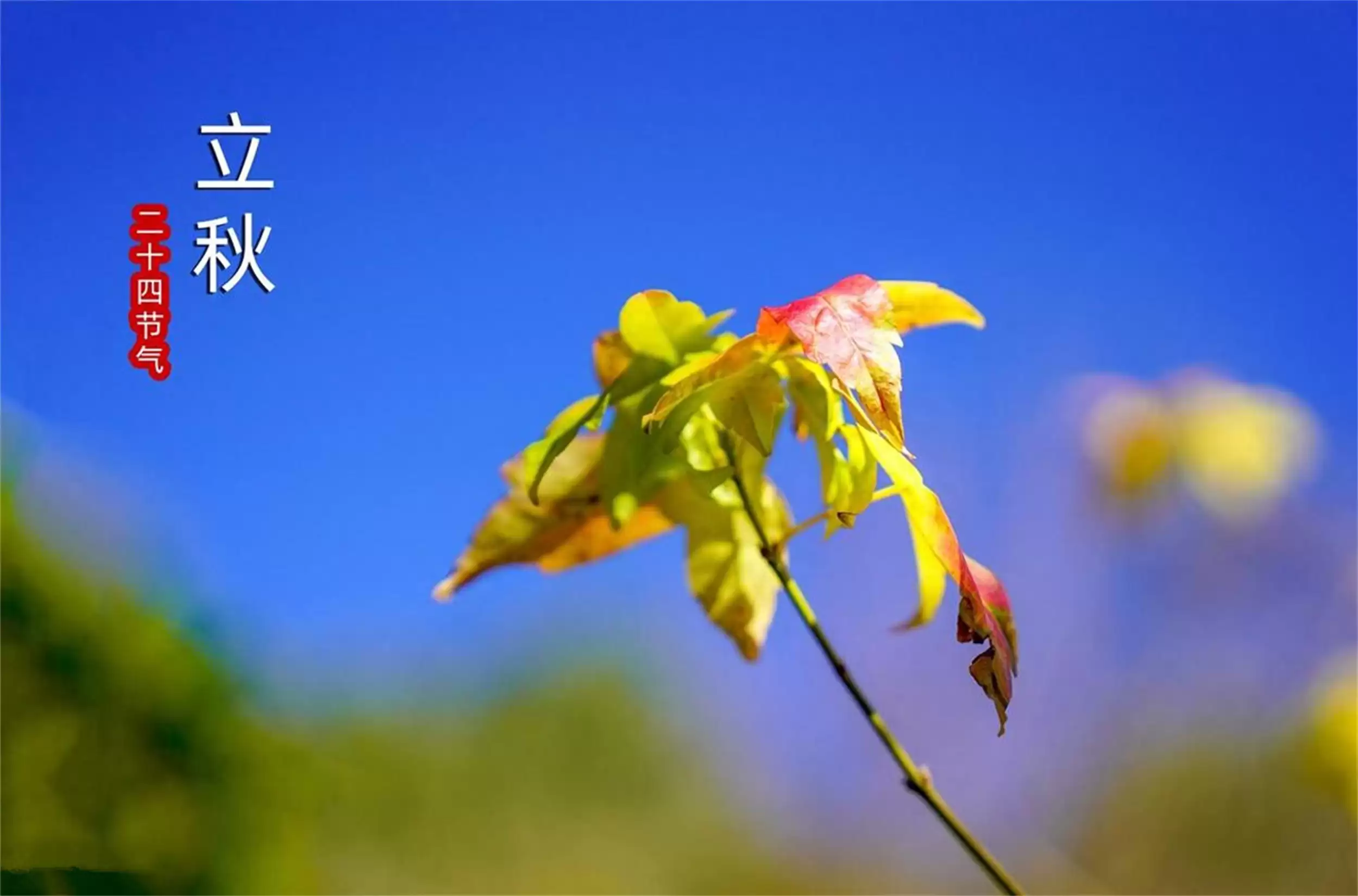 立秋“吃三草”解读:养生食材大揭秘-会东网