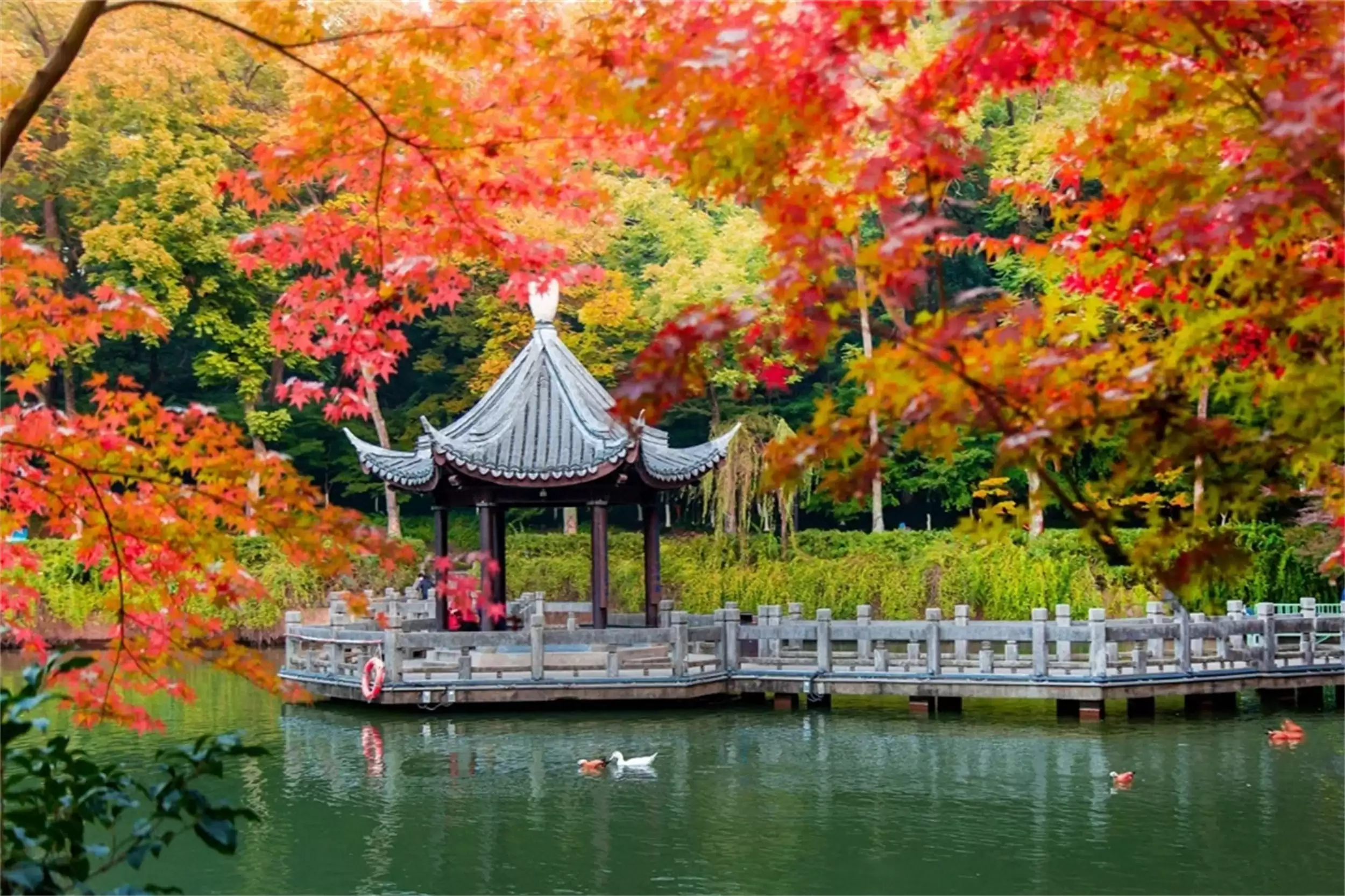 秋天最美城市：五地秋季盛景等你来插图17