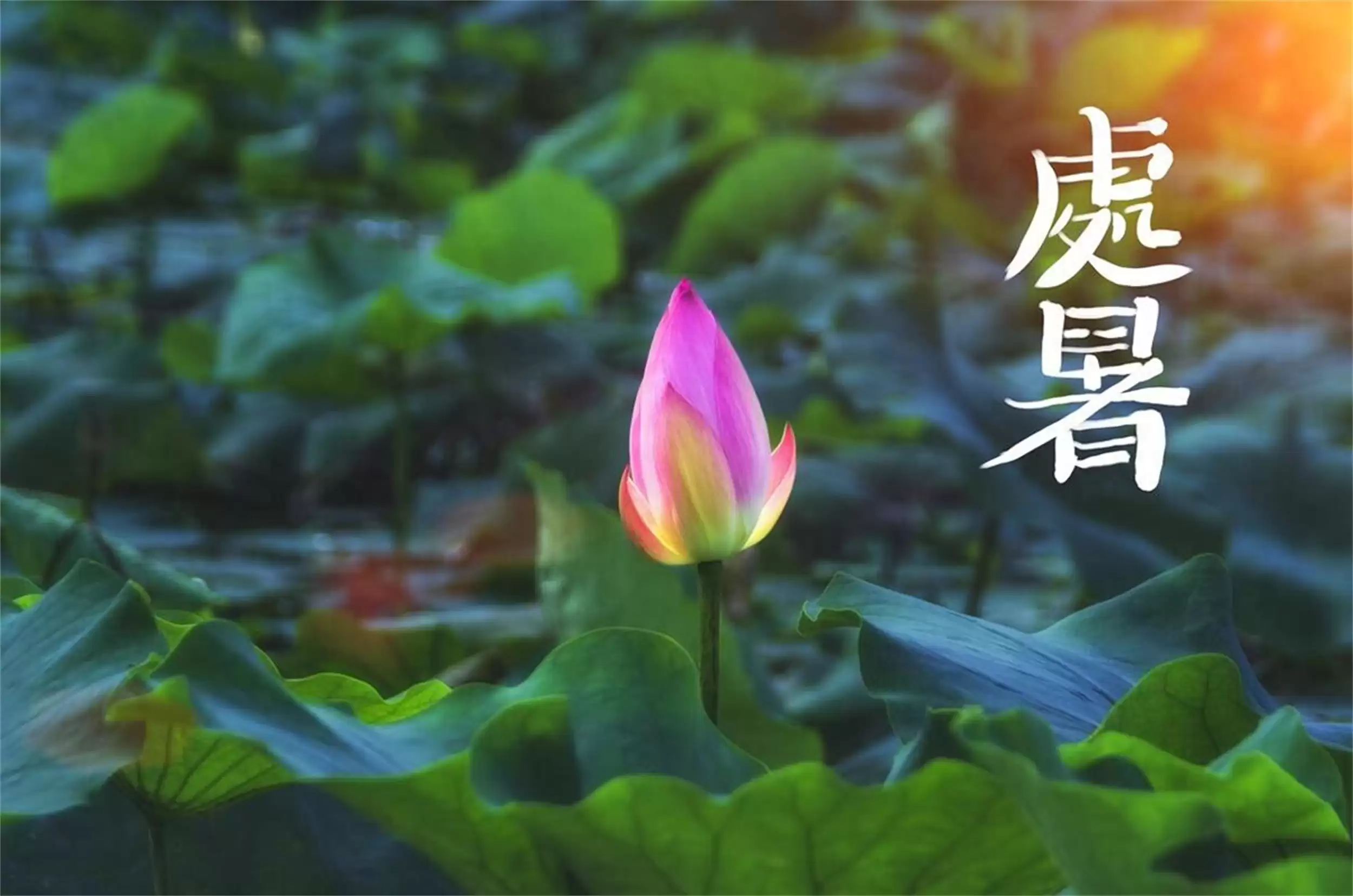 处暑忌姜缘由及饮食推荐,平稳度秋-会东网