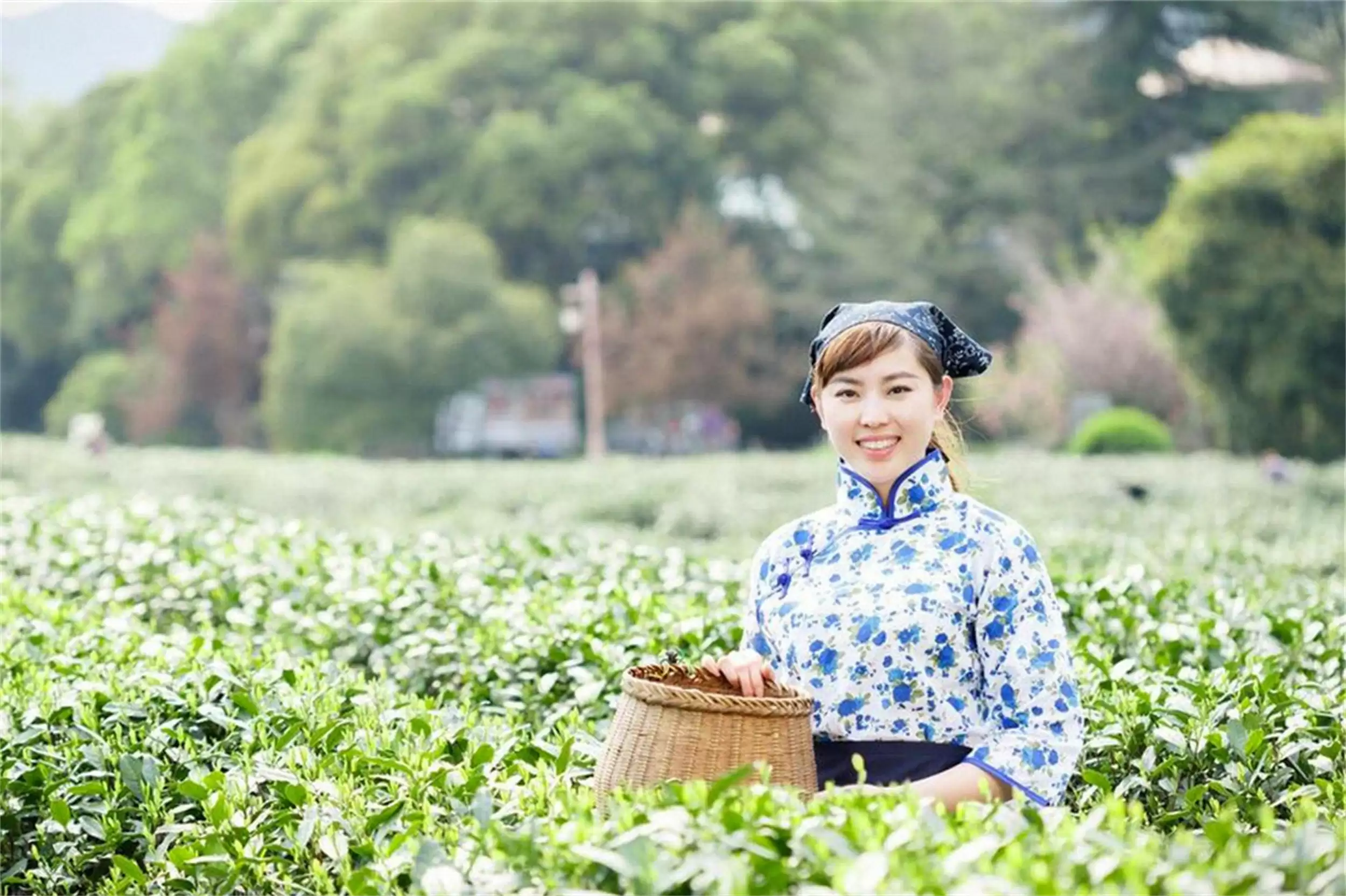 白露秋茶盘点：中国“7大秋茶”大赏插图1