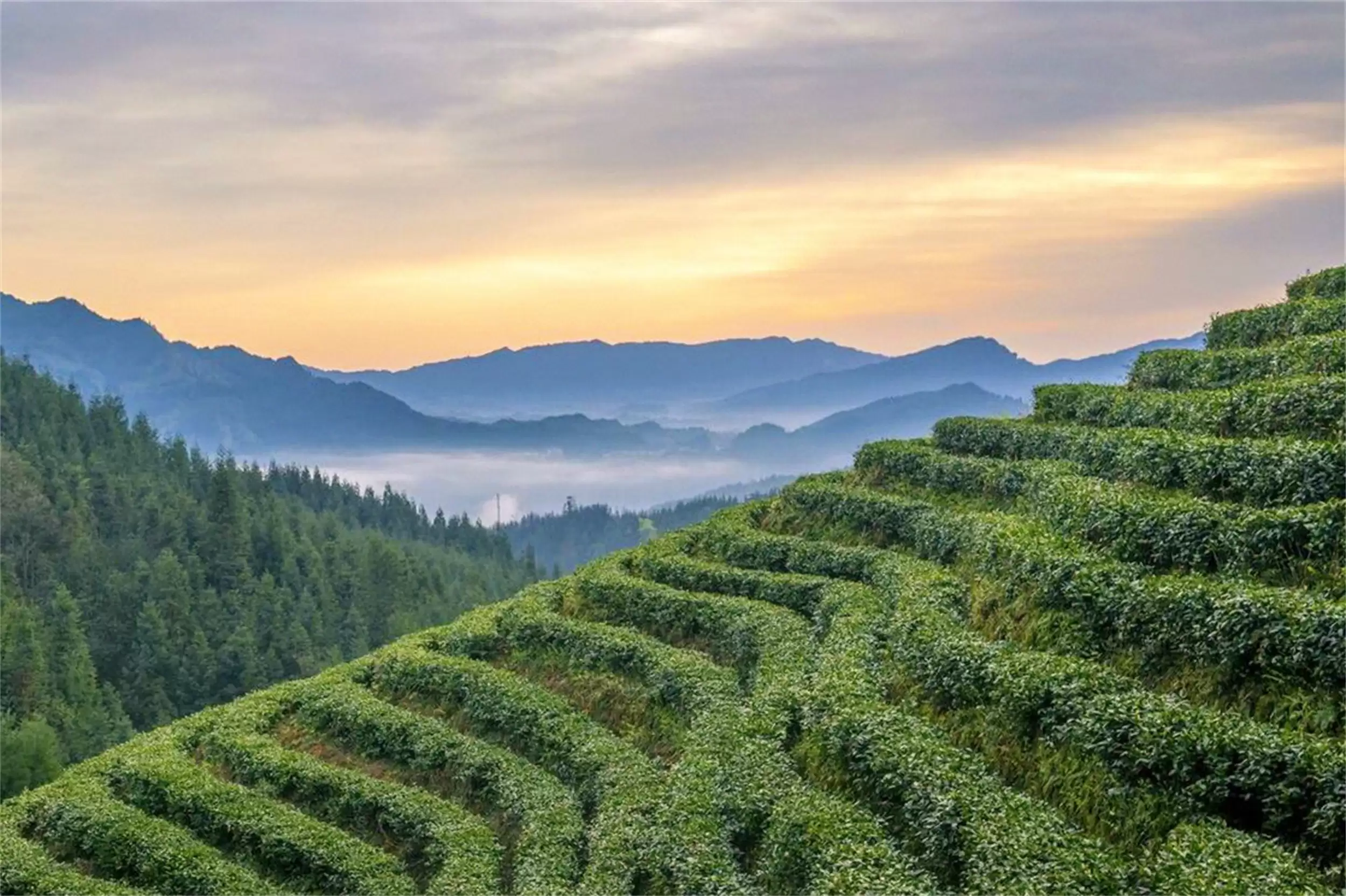 白露秋茶盘点：中国“7大秋茶”大赏插图2