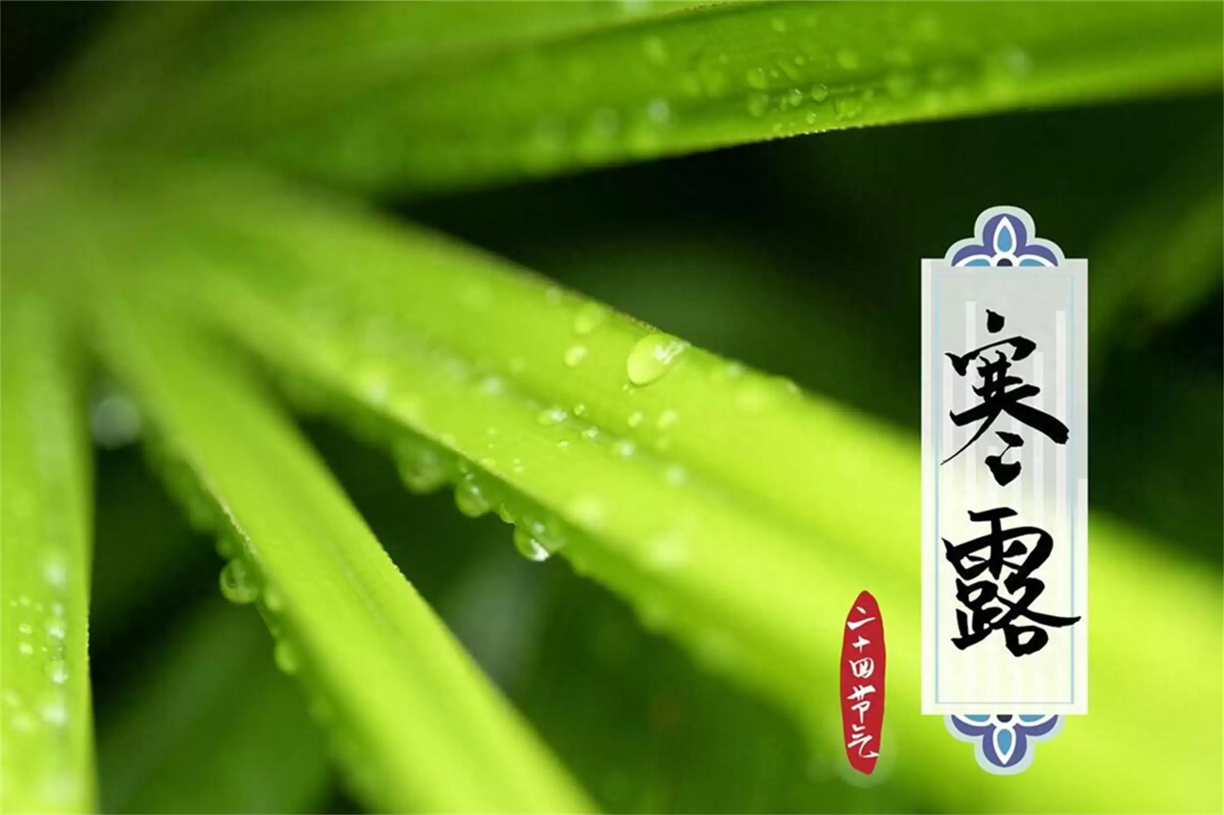 寒露“5珍”养生,为入冬筑牢根基-会东网