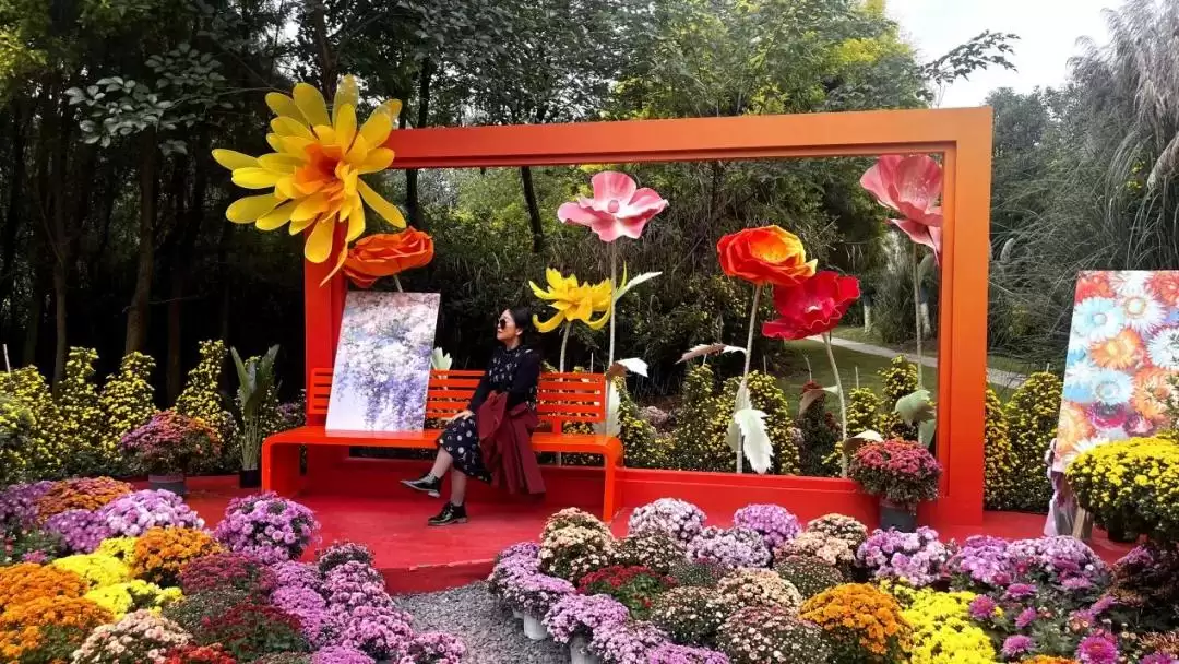 西昌菊展盛大开幕，135种37000多盆菊花惊艳全场！插图7
