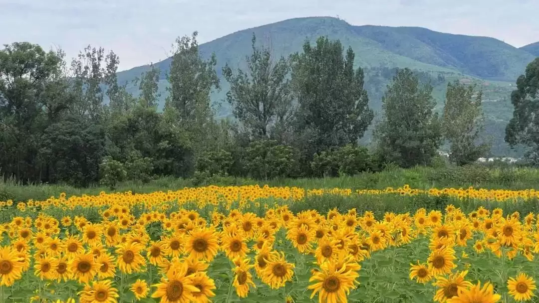 8月西昌花海添新景，成朋友圈打卡热门地！插图2
