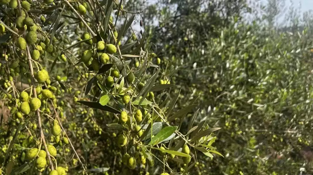 西昌安哈镇油橄榄丰收，金秋时节硕果累累迎丰收！插图4