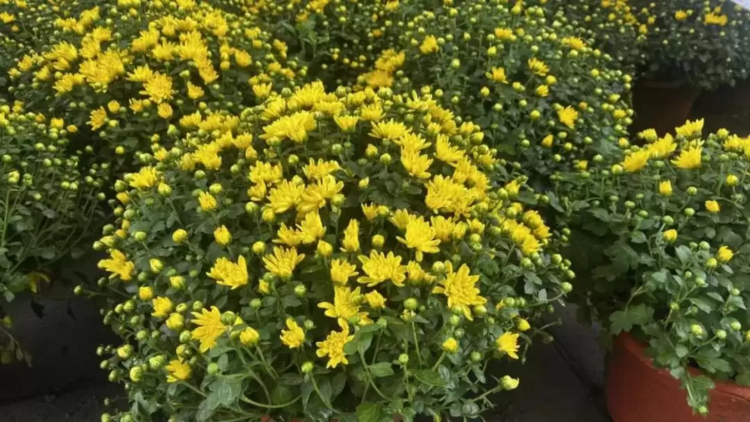 国庆节到西昌赏菊花，金秋菊韵绽放迷人风采！插图4