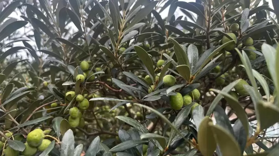 西昌安哈镇油橄榄丰收，金秋时节硕果累累迎丰收！插图3