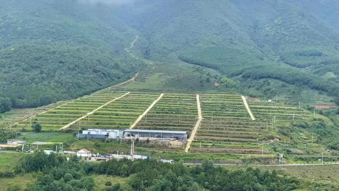 西昌“三端”发力，保障“菜篮子”稳定供应与质量！插图1