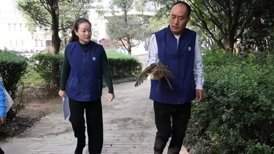 西昌小型猛禽“落难”，众人携手救助传递温暖情！插图1