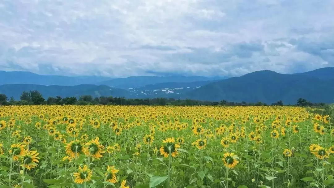 8月西昌花海添新景,成朋友圈打卡热门地!-会东网