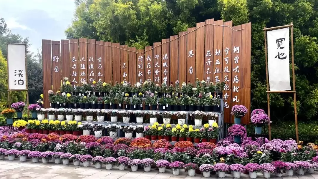 西昌菊展盛大开幕，135种37000多盆菊花惊艳全场！插图8