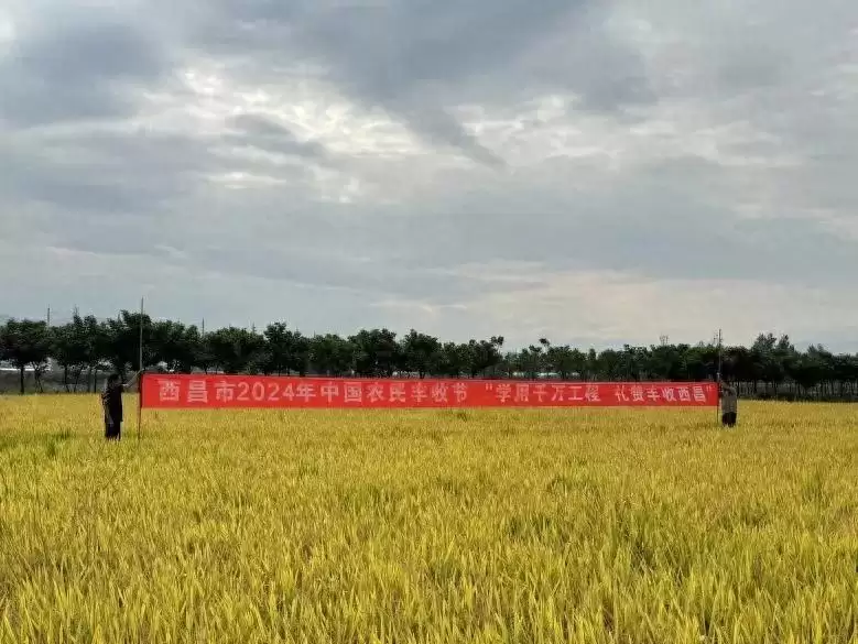 丰收时节西昌多彩活动,共庆岁稔年丰新景象!-会东网