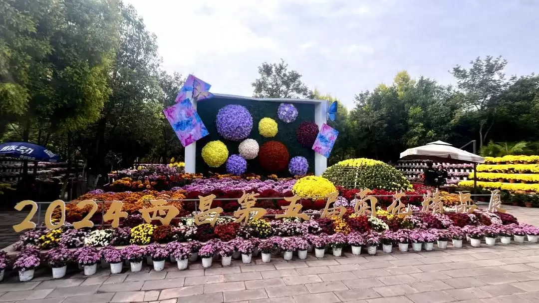 西昌菊展盛大开幕,135种37000多盆菊花惊艳全场!-会东网