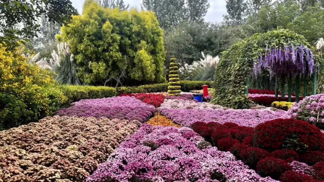 西昌菊展盛大开幕，135种37000多盆菊花惊艳全场！插图1