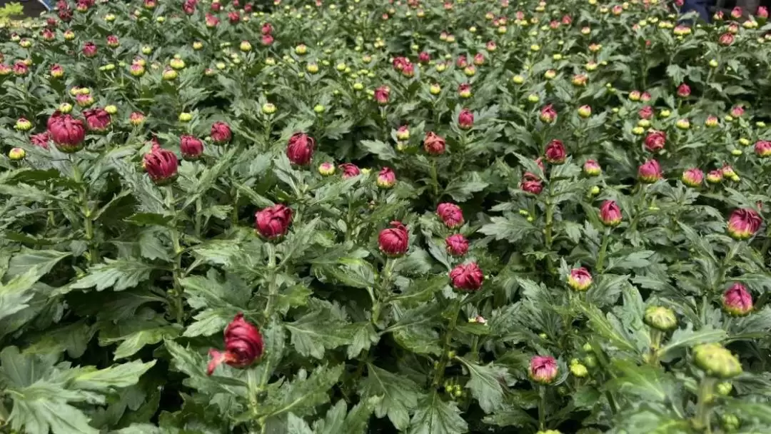 国庆节到西昌赏菊花,金秋菊韵绽放迷人风采!-会东网