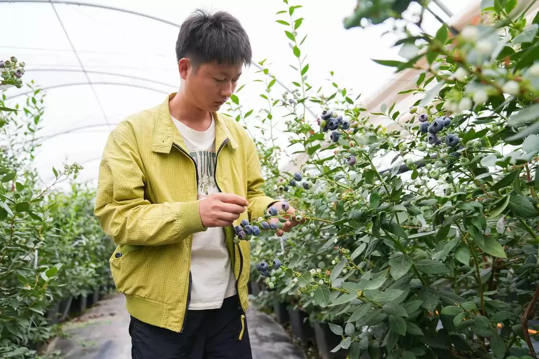 图片[4]-会东县特色农业蓬勃发展：蓝莓与华山松成致富“金果果”-会东网