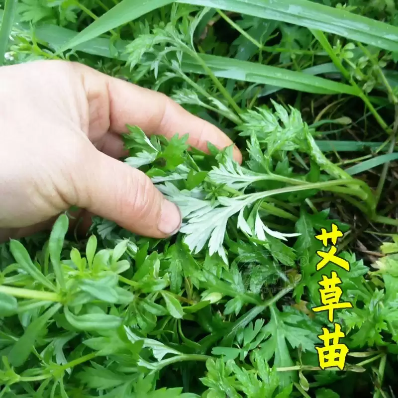 图片[3]-艾蒿可以种植吗, 需要什么条件?-会东网