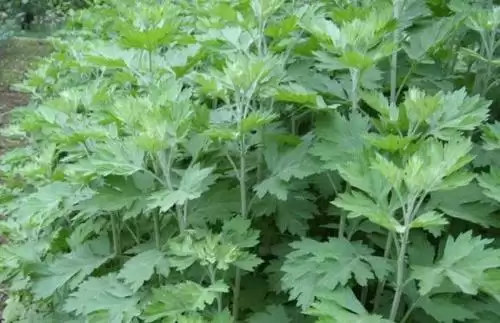 艾蒿可以种植吗, 需要什么条件?-会东网