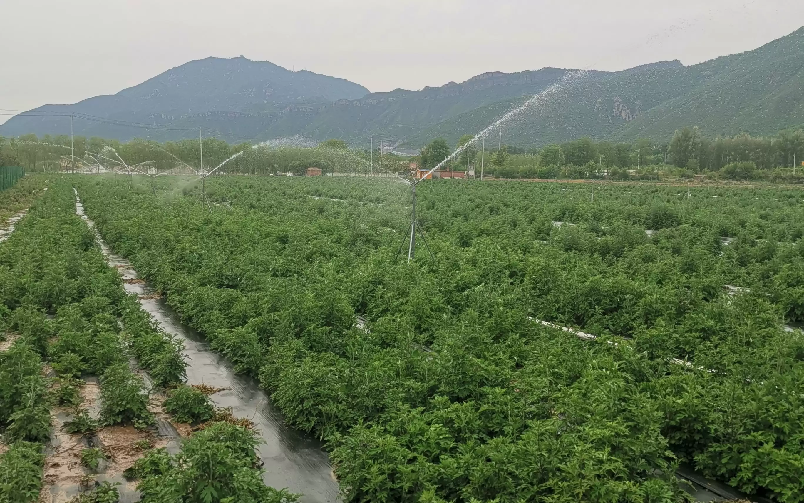 图片[3]-艾蒿种植方法是什么, 如何操作?-会东网
