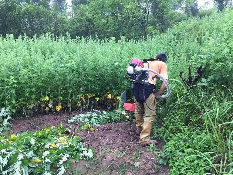 图片[3]-种植艾蒿的步骤是什么, 详解一下?-会东网