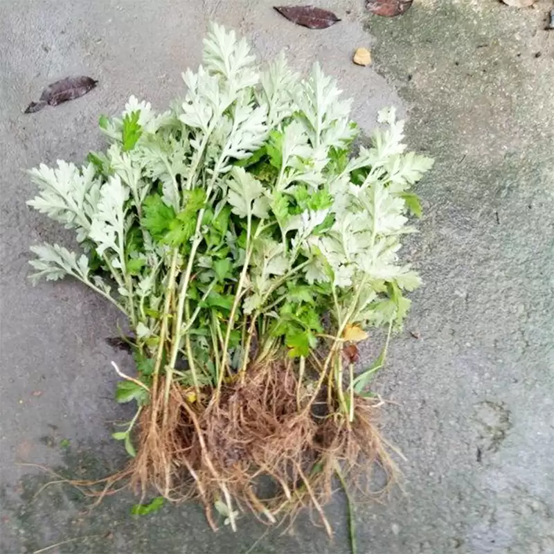 图片[3]-种植艾蒿的流程是怎样的, 简述一下?-会东网