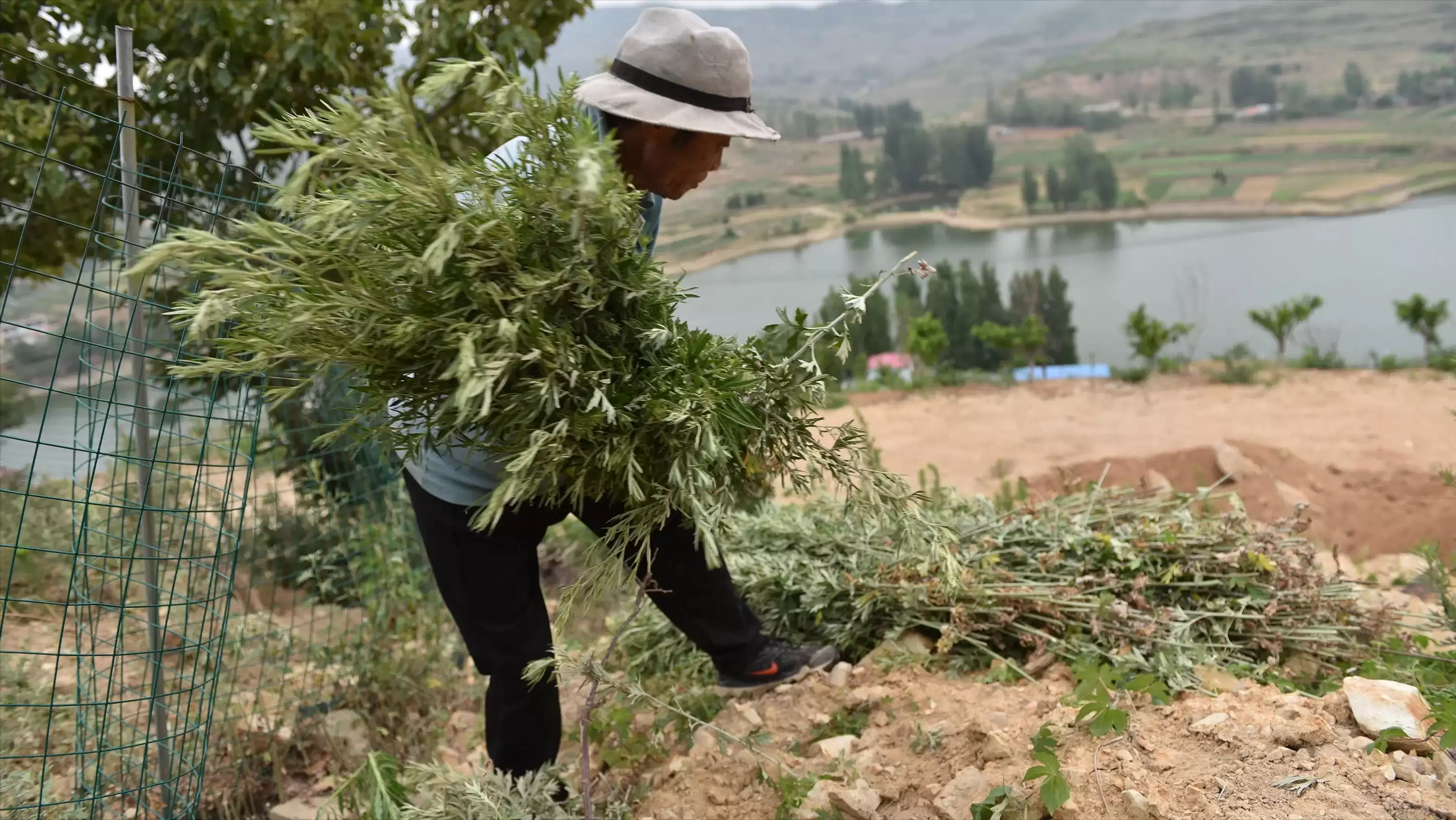 图片[3]-艾蒿有几种类型, 如何开始种植艾蒿?-会东网