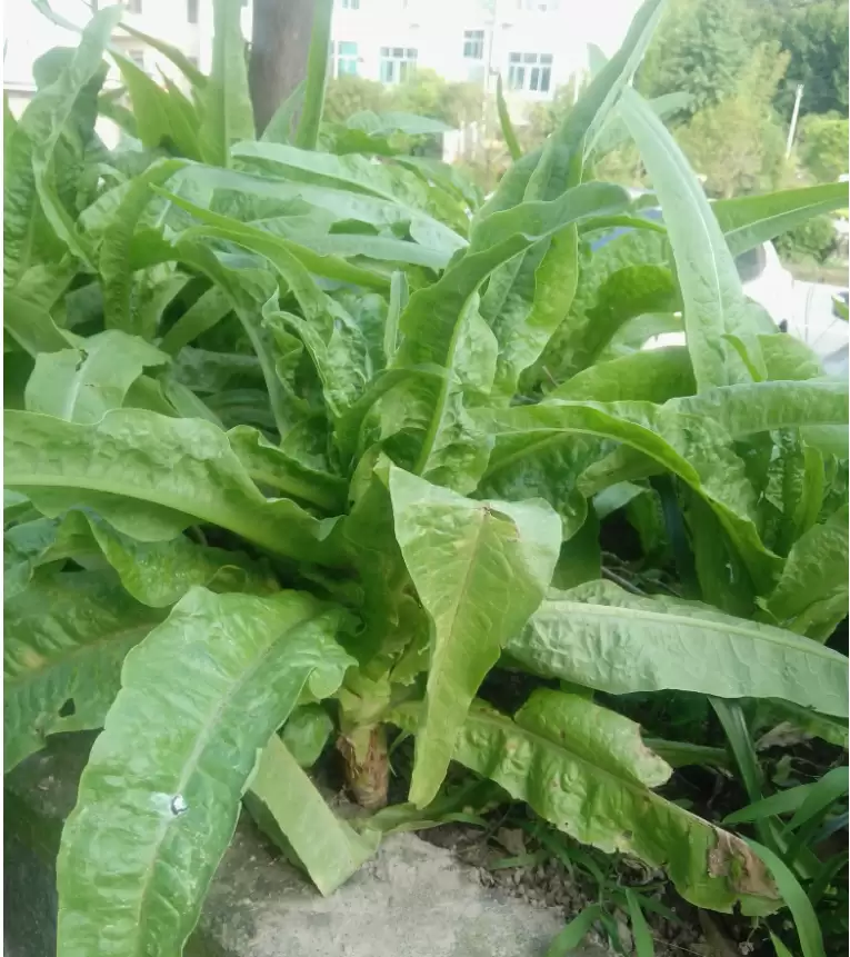 立春蔬菜（立春时节的蔬菜）？-会东网
