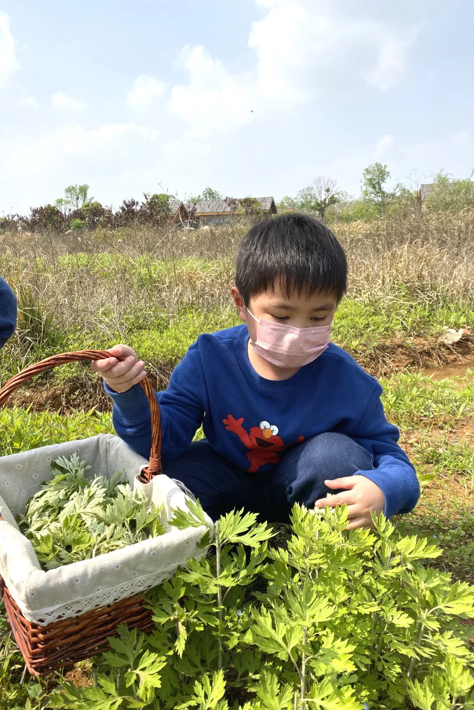 图片[7]-艾蒿种植方法详解, 初学者必看?-会东网