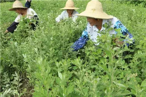 图片[5]-艾蒿种植方法详解, 初学者必看?-会东网
