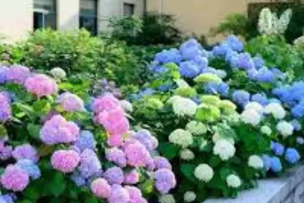 图片[3]-绣球花家养适宜性 (绣球花根茎有毒，是否不适合家养)-会东网