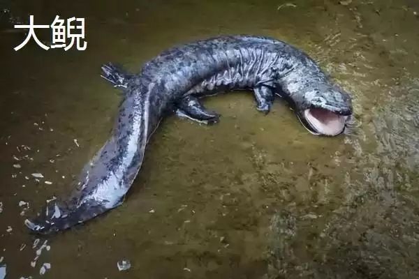 图片[8]-方舟蝾螈食物种类 (方舟蝾螈是否吃活小鱼等)-会东网