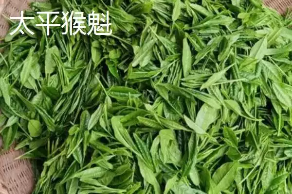 图片[5]-黄山毛峰茶叶地位 (黄山毛峰是否是安徽历史名茶)-会东网