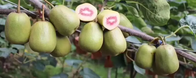 红阳猕猴桃成熟特性 (红阳猕猴桃是否为早熟品种)-会东网