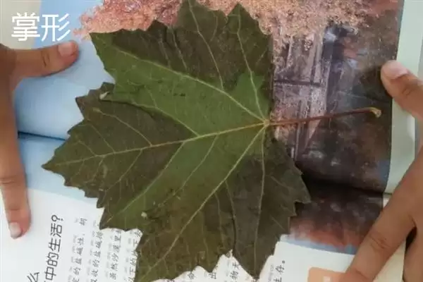 图片[8]-树叶常见颜色种类 (树叶常见颜色是否有绿、金黄、红等)-会东网