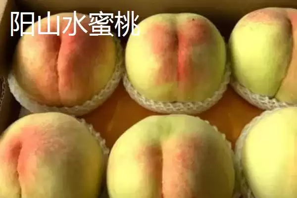 图片[9]-金秋红蜜桃等成熟时间 (金秋红蜜桃等桃子是否在 10 月成熟)-会东网