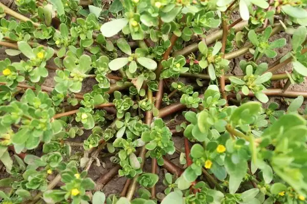 图片[7]-种植野菜利润因素 (种植野菜利润是否因品种等而异)-会东网