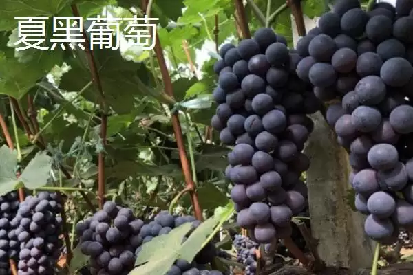 图片[3]-黑珍珠与夏黑葡萄区别 (黑珍珠与夏黑葡萄主要区别是否在个头)-会东网