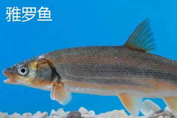 图片[5]-东北冷水鱼种类列举 (东北冷水鱼常见是否有 5 种)-会东网
