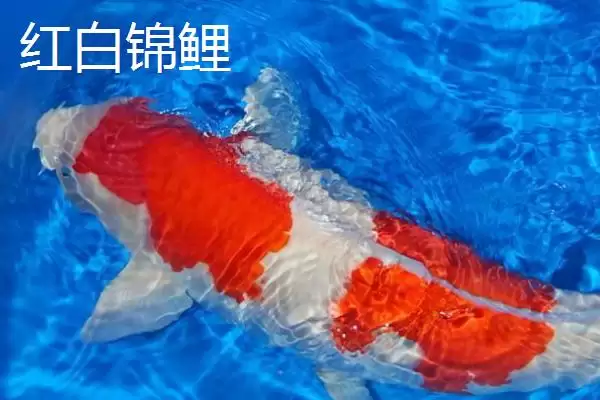 图片[11]-锦鲤鱼饲料分类 (锦鲤鱼饲料是否分为植物、动物、合成三类)-会东网