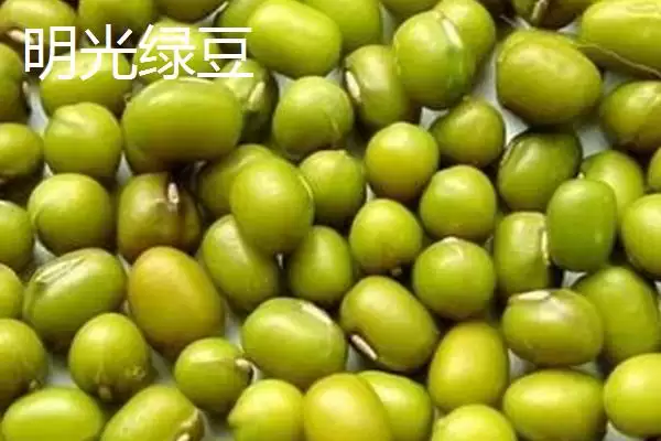 图片[2]-明光梅鱼地方特色 (明光梅鱼是否是当地佳肴)-会东网