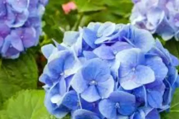 图片[4]-绣球花家养适宜性 (绣球花根茎有毒，是否不适合家养)-会东网