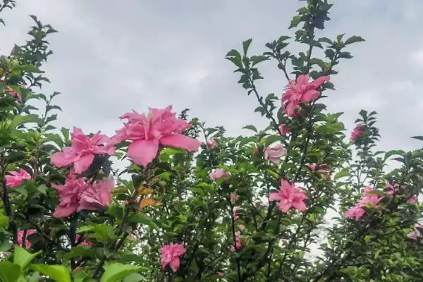 图片[6]-木槿和木芙蓉差异对比 (木槿和木芙蓉在叶片、花期、花朵方面是否不同)-会东网