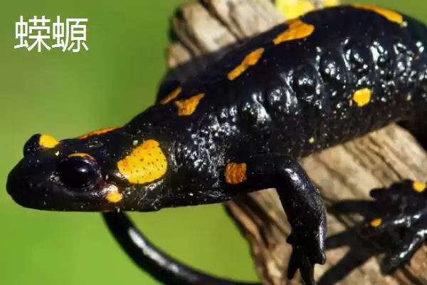 图片[5]-方舟蝾螈食物种类 (方舟蝾螈是否吃活小鱼等)-会东网