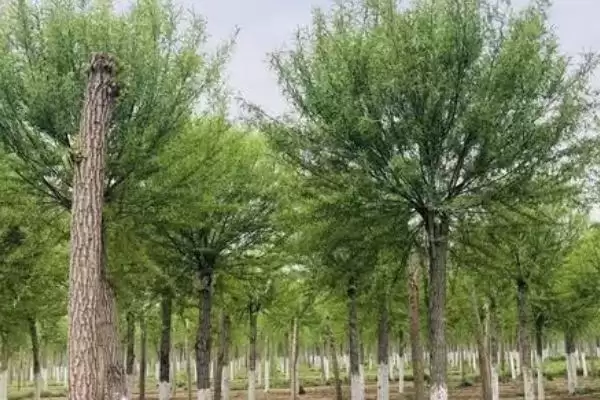 图片[4]-馒头柳得名原因 (馒头柳是否因树冠似馒头而得名)-会东网