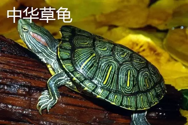 图片[7]-石金钱龟物种特性 (石金钱龟是否是古老水龟)-会东网