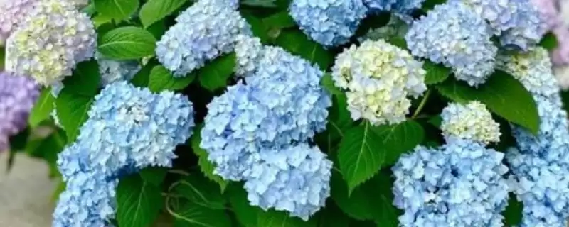 绣球花家养适宜性 (绣球花根茎有毒，是否不适合家养)-会东网